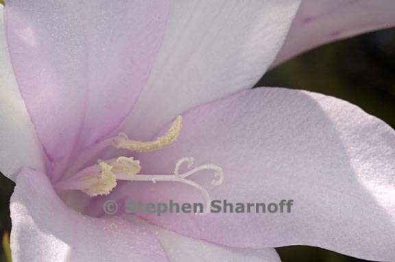 watsonia marginata 1 graphic